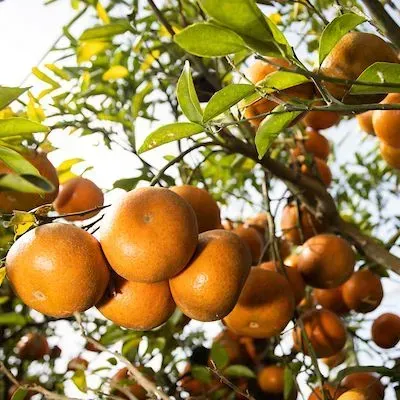 thumbnail for publication: 2025-2026 Quick Reference Guide to Preemergence/Residual Herbicides for Citrus Weed Control
